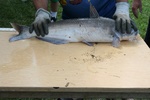 IMG_4265.JPG