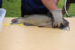 2018DD-Derby-100.jpg